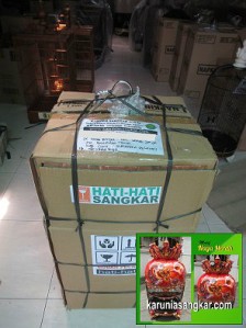 Naga Merah / Dibeli Bp. Sobirin Jombang